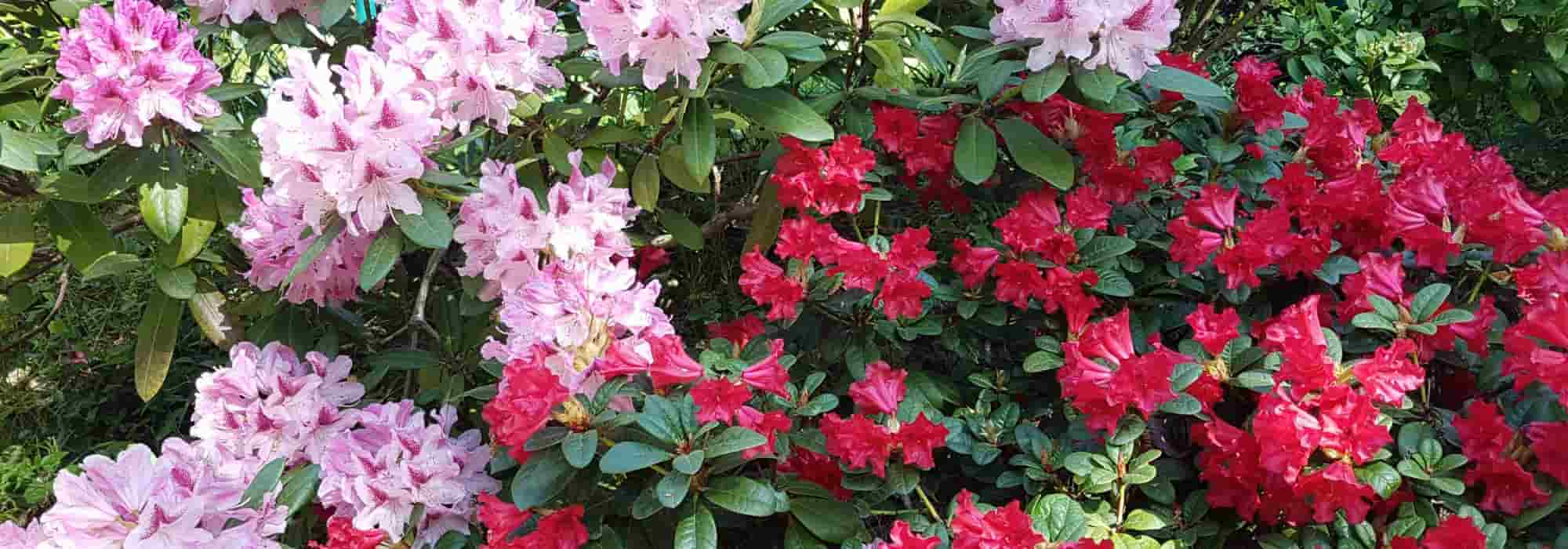 7 rhododendrons nains pour petits jardins et pots