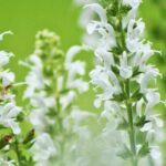 7 sauges à floraison blanche