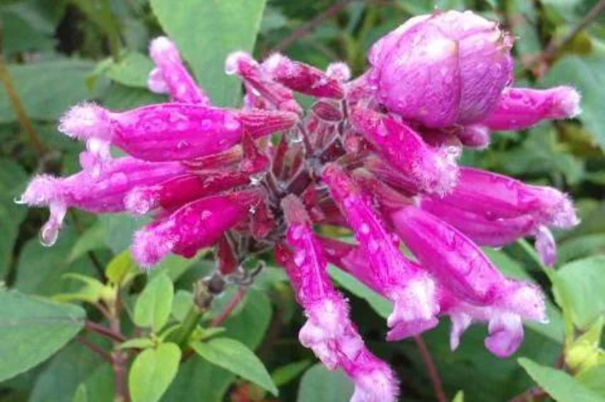 sauge à fleurs roses