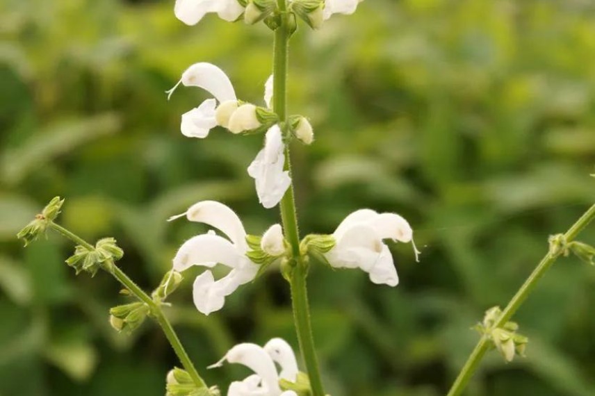 sauge floraison blanche