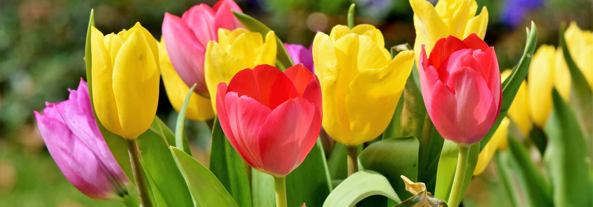 Pourquoi mes tulipes ne fleurissent pas ?