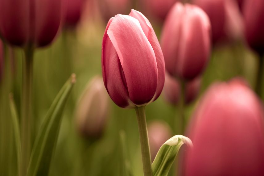 faire fleurir les tulipes