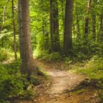 21 mars : célébrons la Journée Internationale des Forêts !