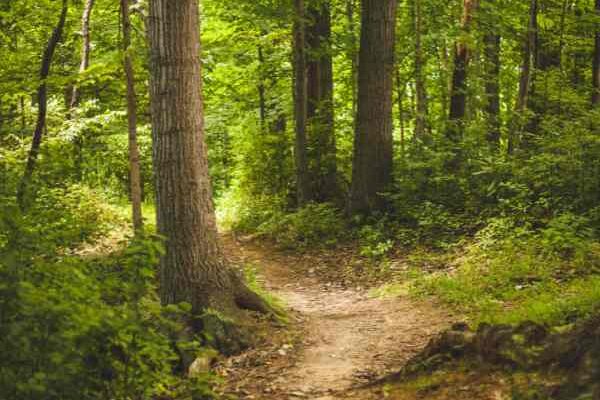 21 mars : célébrons la Journée Internationale des Forêts !