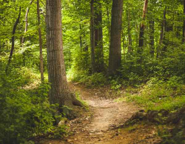 21 mars : célébrons la Journée Internationale des Forêts !