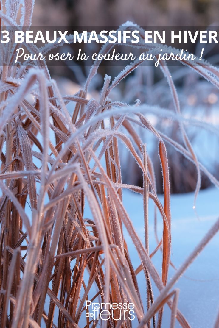 graminée, plan massif jardin d hiver