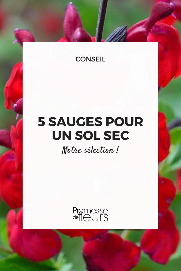 Salvia Rêve Rouge