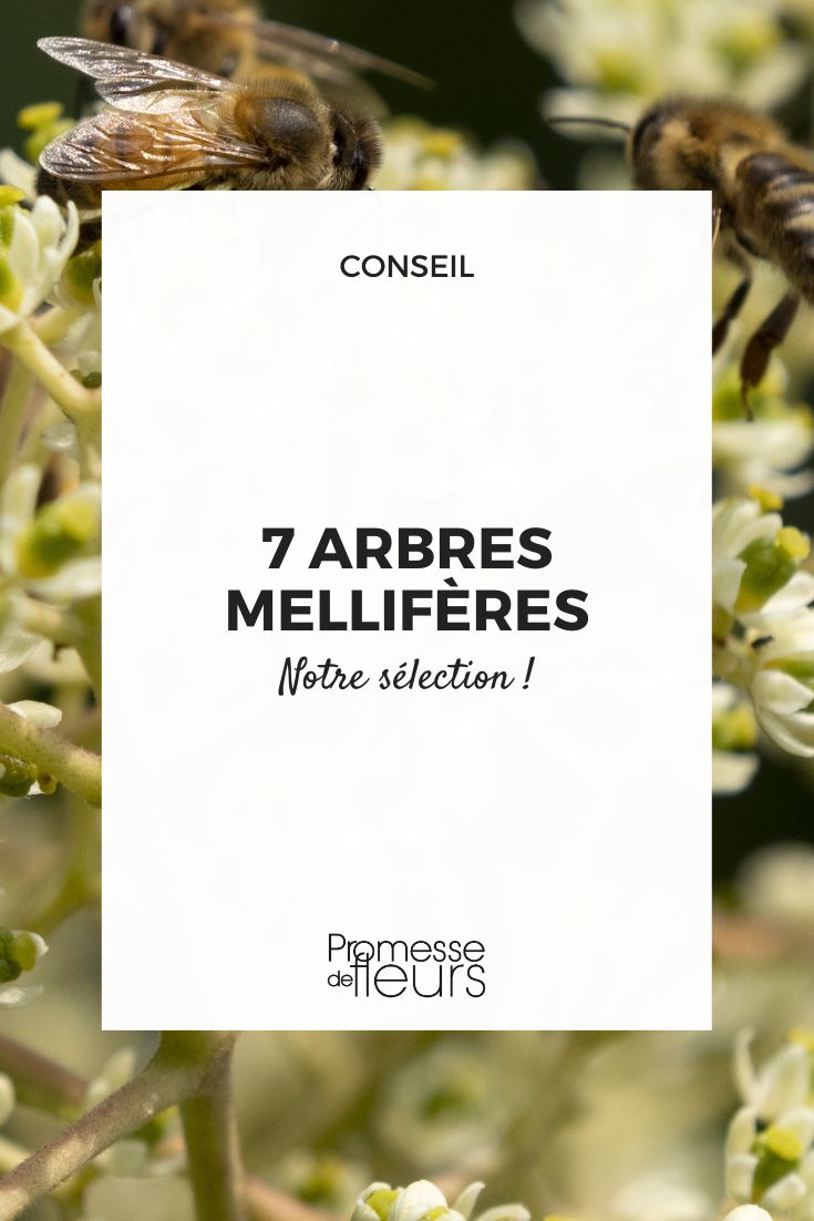 7 arbres mellifères Tetradium daniellii