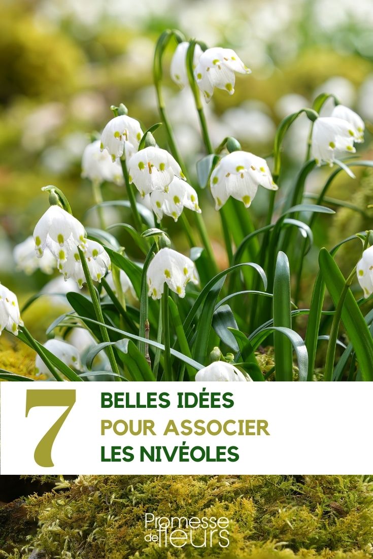 Leucojum