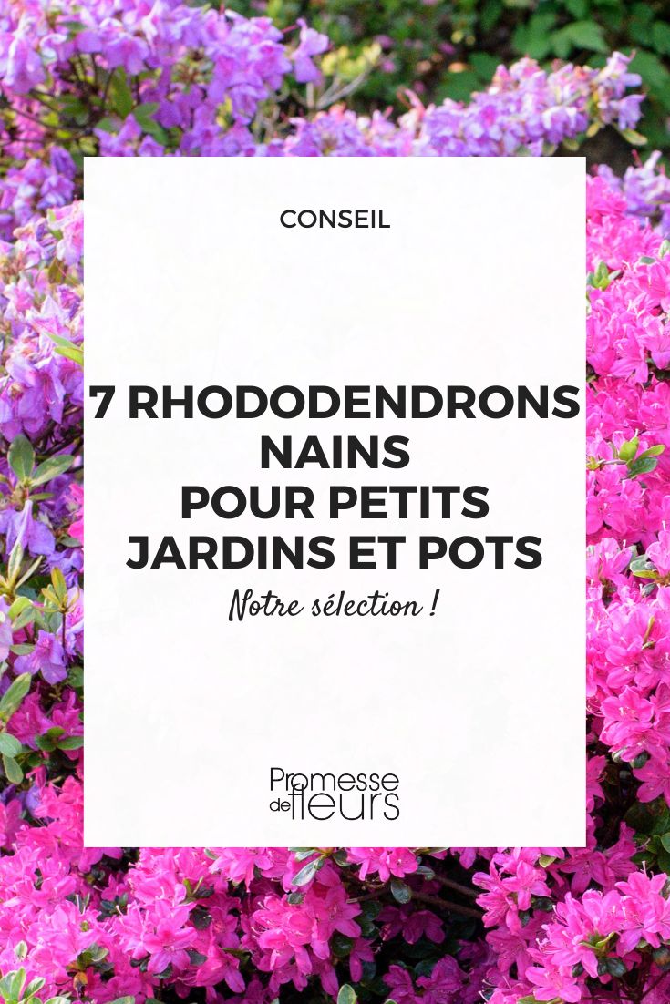 variététs naines de rhododendron