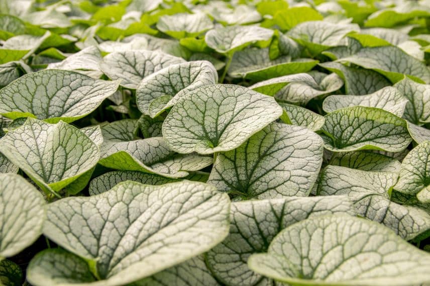 brunnera à grandes feuilles