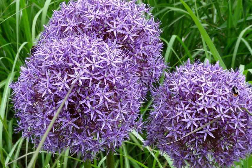 allium