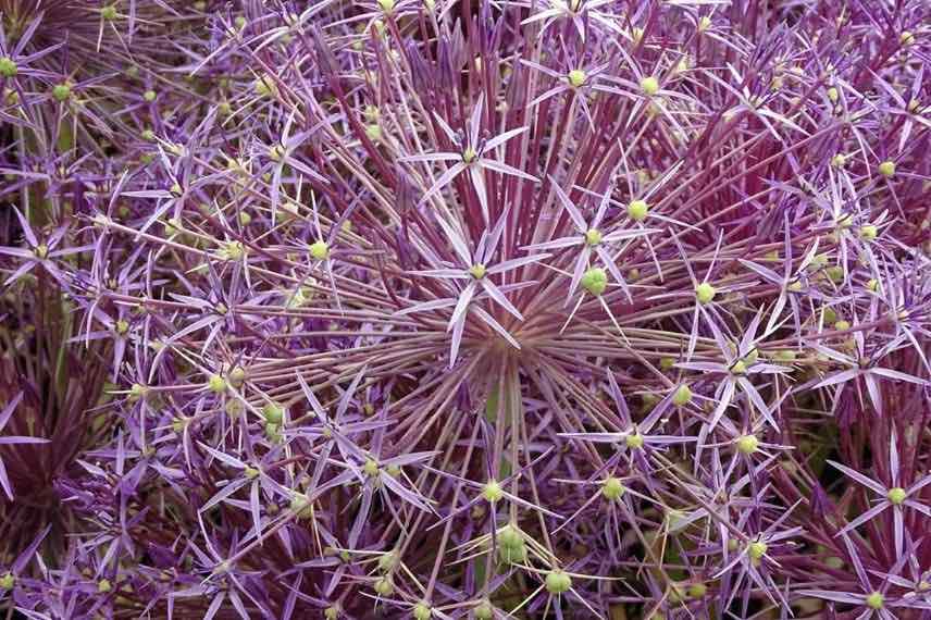 allium