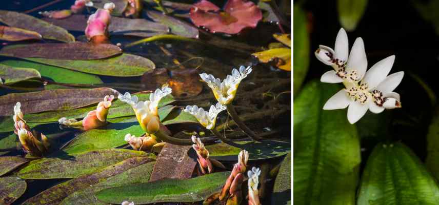 plantes immergées persistantes