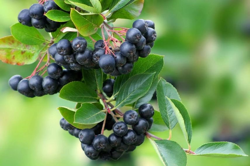 Aronia