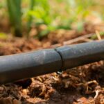 Arrosage au goutte-à-goutte : est-ce vraiment la panacée ?