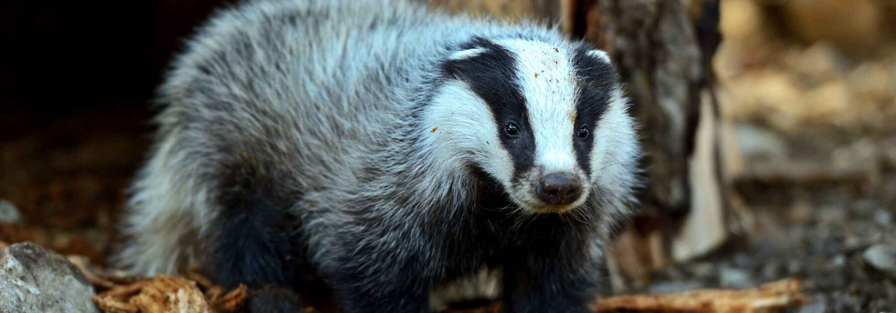 Le blaireau au jardin : nos conseils pour une coexistence harmonieuse !