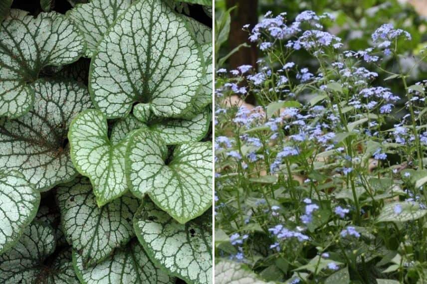 feuillage du Brunnera Jack Frost 