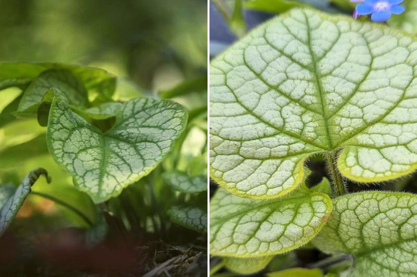 brunnera à feuilles argentées