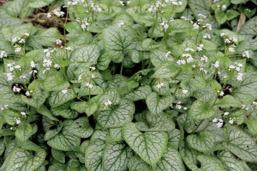 fleurs blanches brunnera