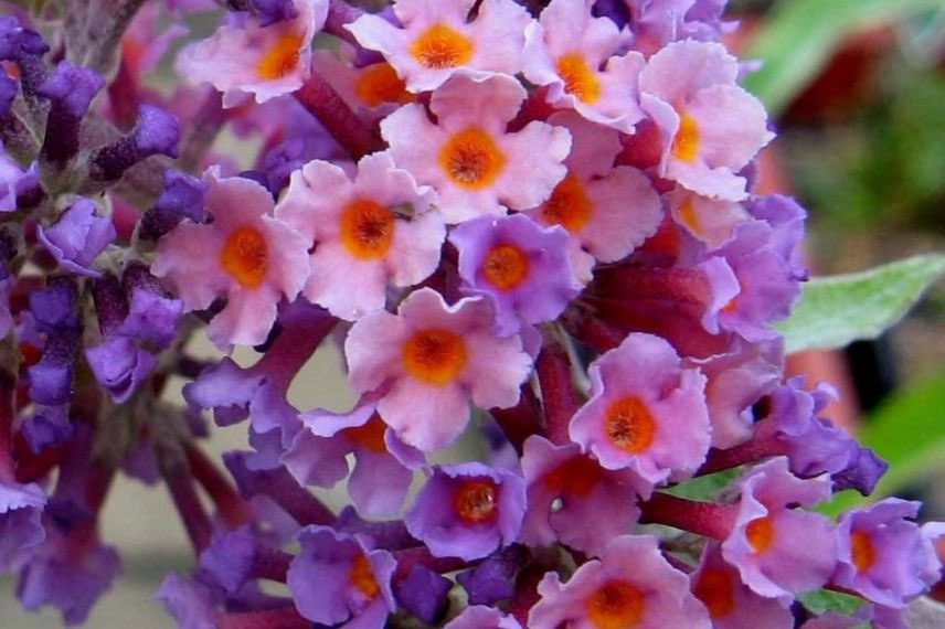 buddliea bicolore