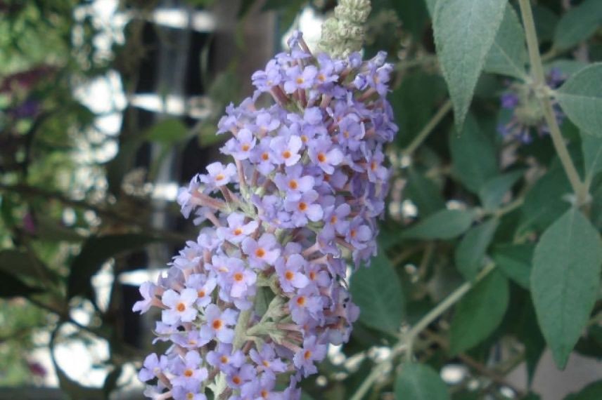 buddleia persistant