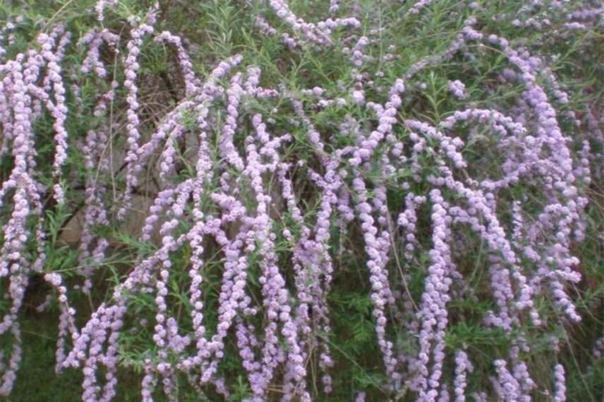 Buddleja alternifolia