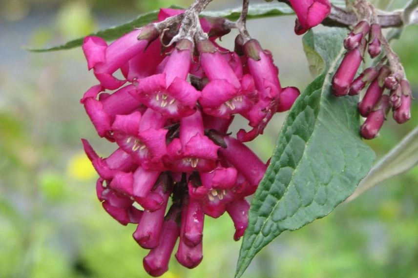 buddleia colvilei