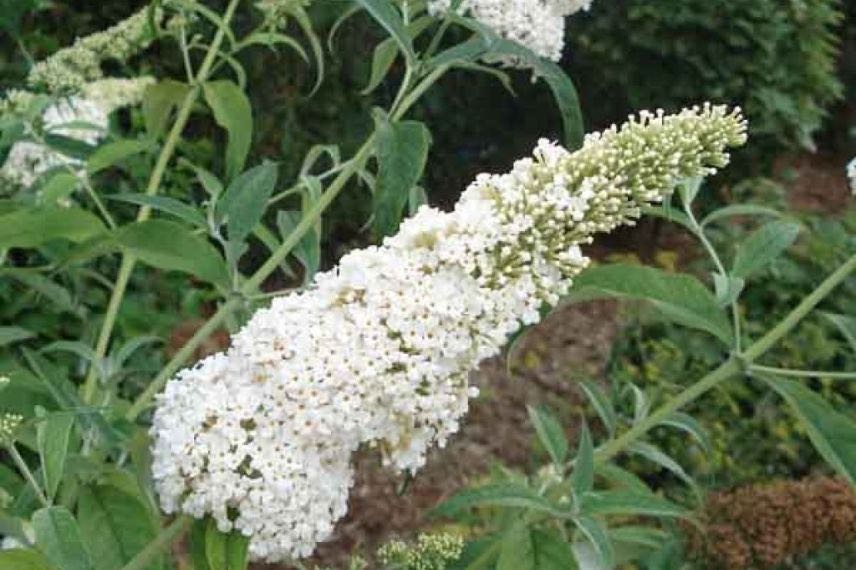 Buddleia White Profusion