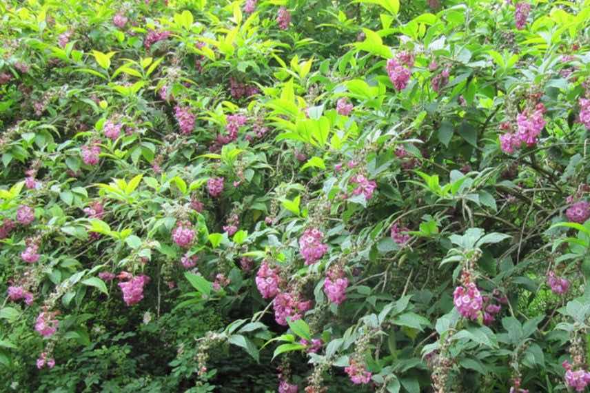 arbuste fleurs roses