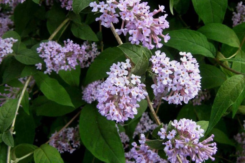 Buddleja delavayi