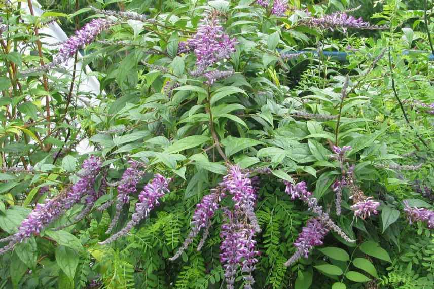 Buddleja lindleyana