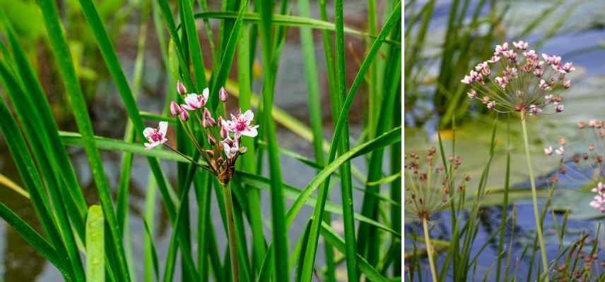 plantes aquatiques bassin feuillage persistant