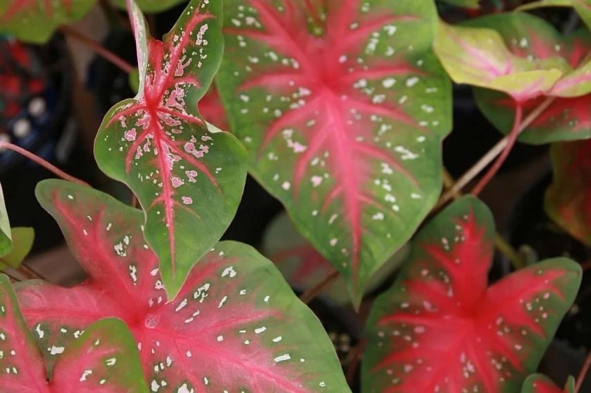 Caladium