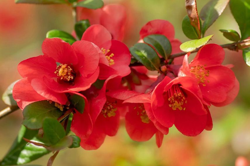 Arbuste à floraison précoce et fleurs rouges