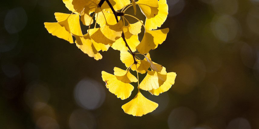 Choisir un Ginkgo : selon son feuillage automnal