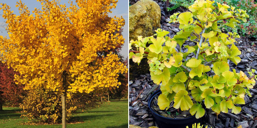 Choisir un Ginkgo : selon sa hauteur