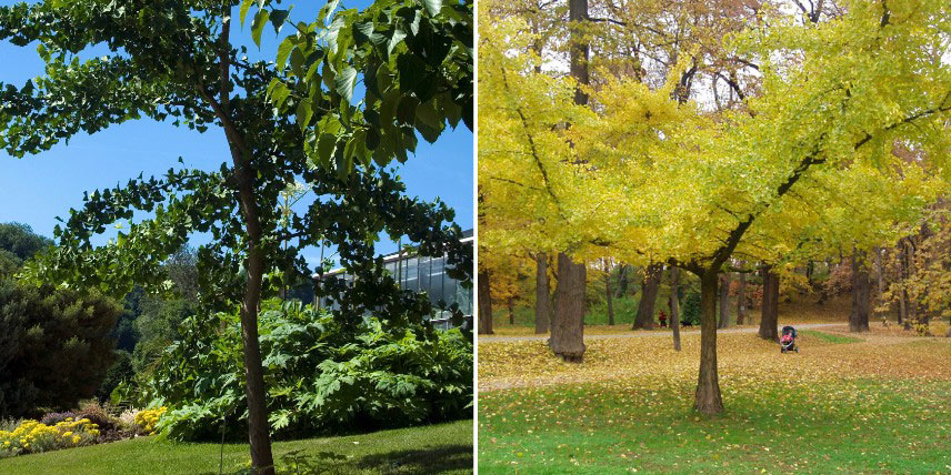 Choisir un Ginkgo : selon son port