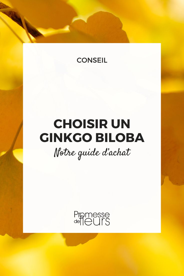 Ginkgo biloba