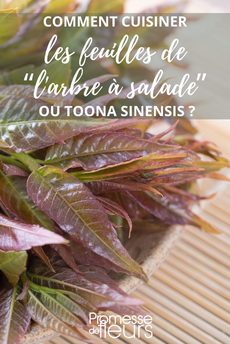recette et cuisine Toona sinensis