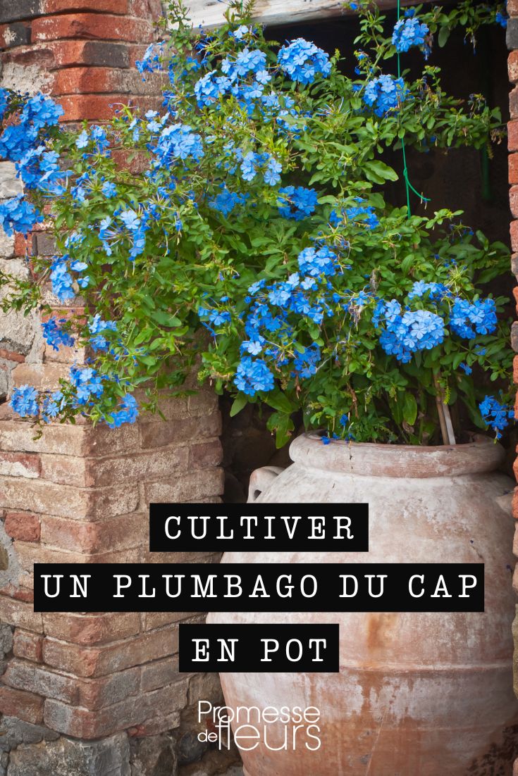 Plumbago