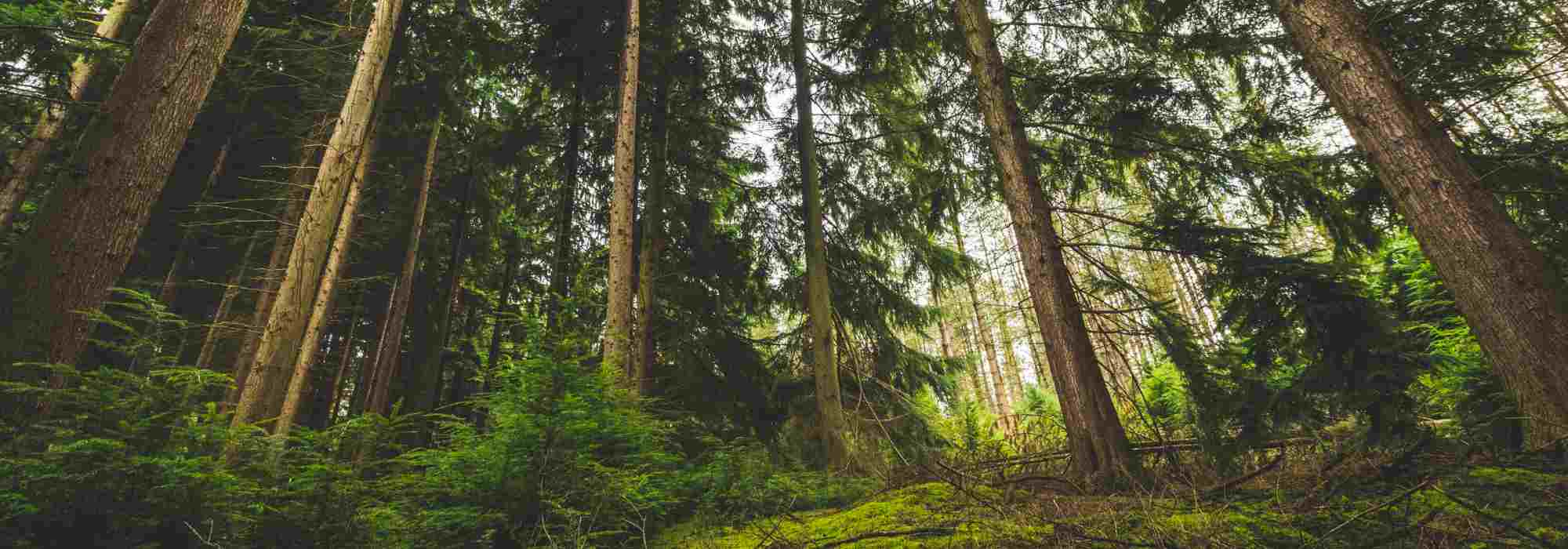 La communication chez les plantes : comment ça marche ?