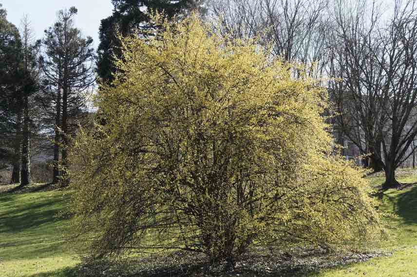 Cornus mas