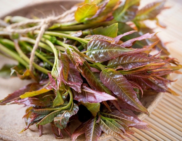 Comment cuisiner les feuilles de "l'arbre à salade" Toona sinensis ?