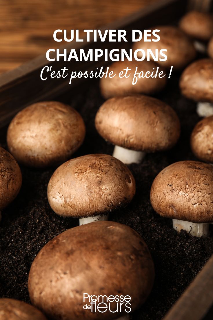 culture champignon