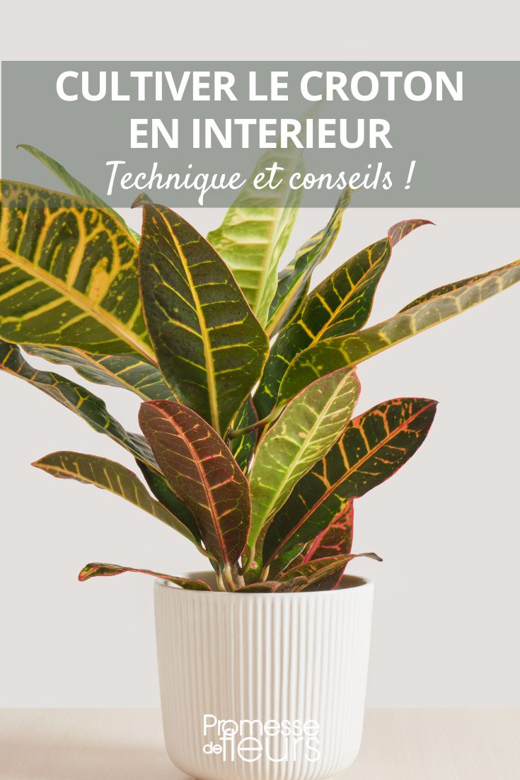 Plantes d'intérieur : 5 conseils pour transformer son appartement