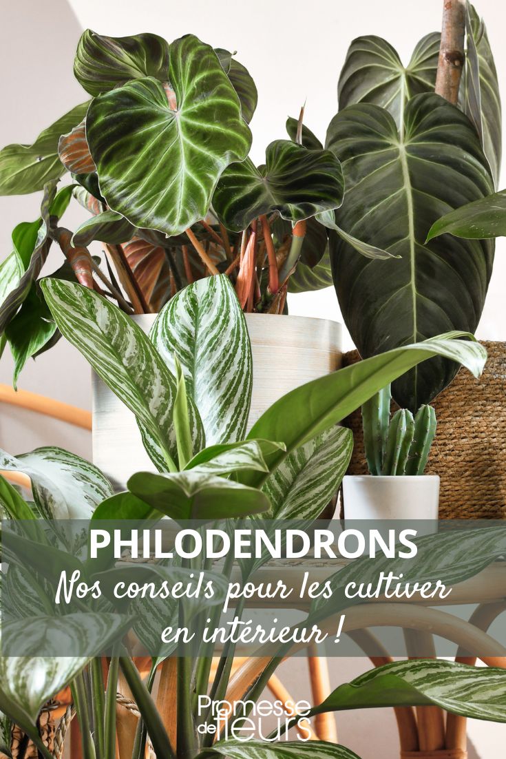 philodendron à la maison