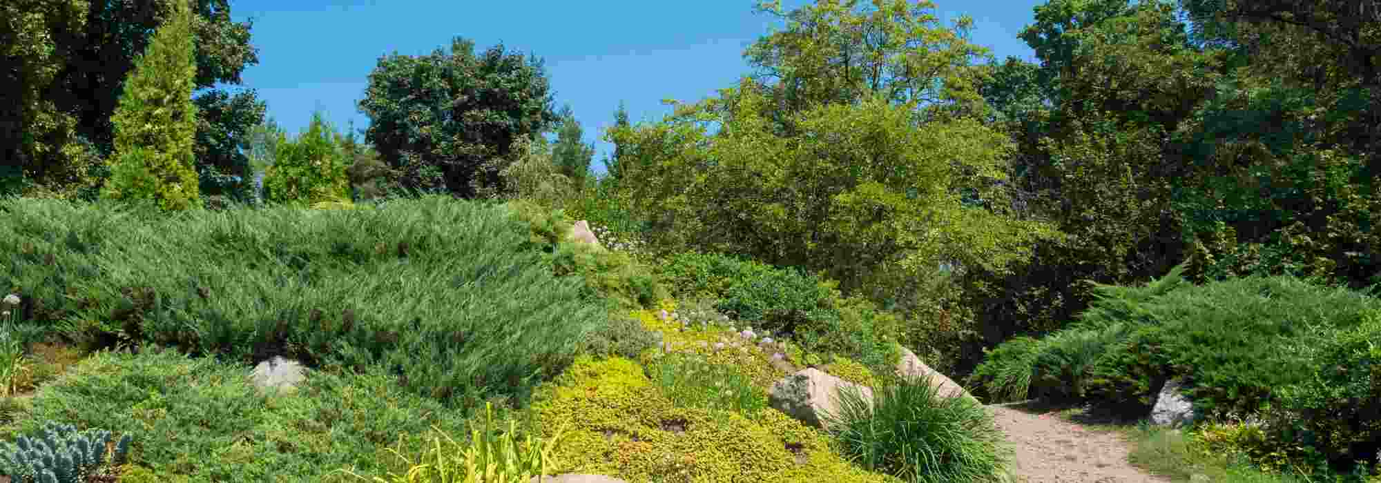 5 arbustes montagnards pour végétaliser un talus