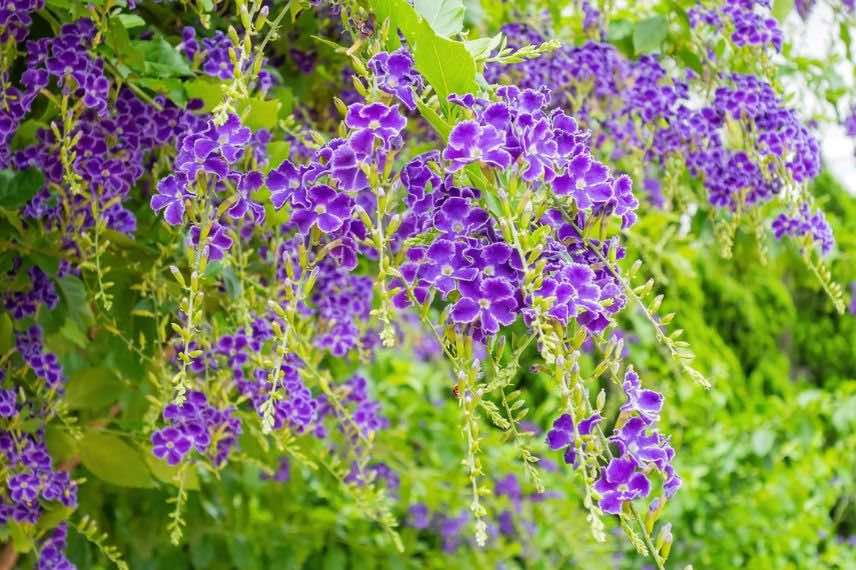 Duranta repens