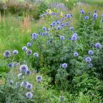 Comment bouturer l'Echinops ?